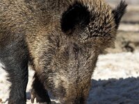 Sus scrofa 74, Wild zwijn, Saxifraga-Bart Vastenhouw