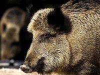 Sus scrofa 76, Wild zwijn, Saxifraga-Bart Vastenhouw