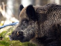 Sus scrofa 81, Wild zwijn, Saxifraga-Bart Vastenhouw