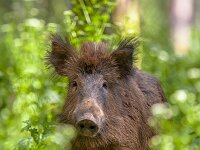 Alert Wild Boar (Sus scrofa)  Alert Wild Boar (Sus scrofa) hiding behind vegetation in a forest : Europe, Germany, adult, afraid, alarmed, alert, alerted, animal, behavior, coniferous forest, covering, deciduous forest, farmland, fauna, female, foraging, forest, frightened, front view, fur, grass, grassland, hair, head, hiding, june, least concern, looking, looking at camera, low angle view, mammal, mountain, mountain meadow, one animal, portrait, scared, scrubland, shrubland, spring, springtime, summer, summertime, vegetation, watching, worm's-eye view