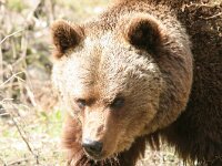 Ursus arctos 10, Bruine beer, Saxifraga-Mark Zekhuis