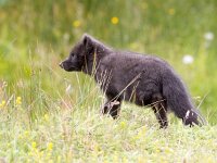 Vulpes lagopus 12, Poolvos, Saxifraga-Bart Vastenhouw