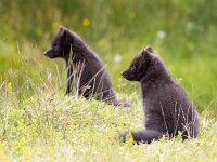 Vulpes lagopus 13, Poolvos, Saxifraga-Bart Vastenhouw