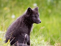 Vulpes lagopus 16, Poolvos, Saxifraga-Bart Vastenhouw