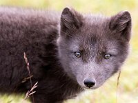 Vulpes lagopus 23, Poolvos, Saxifraga-Bart Vastenhouw