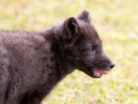 Vulpes lagopus 24, Poolvos, Saxifraga-Bart Vastenhouw