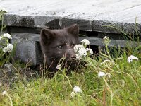 Vulpes lagopus 25, Poolvos, Saxifraga-Bart Vastenhouw