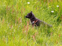 Vulpes lagopus 26, Poolvos, Saxifraga-Bart Vastenhouw