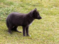 Vulpes lagopus 27, Poolvos, Saxifraga-Bart Vastenhouw