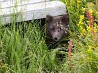 Vulpes lagopus 28, Poolvos, Saxifraga-Bart Vastenhouw