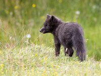 Vulpes lagopus 30, Poolvos, Saxifraga-Bart Vastenhouw