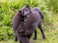 Vulpes lagopus 33, Poolvos, Saxifraga-Bart Vastenhouw