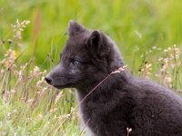 Vulpes lagopus 36, Poolvos, Saxifraga-Bart Vastenhouw