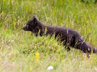 Vulpes lagopus 4, Poolvos, Saxifraga-Bart Vastenhouw