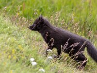 Vulpes lagopus 5, Poolvos, Saxifraga-Bart Vastenhouw