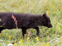 Vulpes lagopus 7, Poolvos, Saxifraga-Bart Vastenhouw