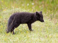 Vulpes lagopus 9, Poolvos, Saxifraga-Bart Vastenhouw