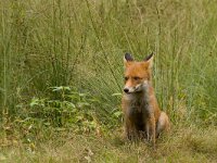 Vos  Vos in kroondomein