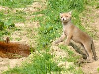 Vulpes vulpes 199, Vos, Saxifraga-Hans Grotenhuis