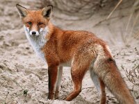 Vulpes vulpes 33, Vos , Saxifraga-Piet Munsterman