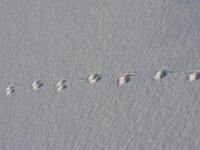 Vossespoor  Vossespoor in sneeuw : Vulpus vulpus