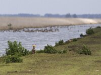 Vulpes vulpes 61, juvenile, Vos, Saxifraga-Mark Zekhuis