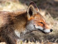 Vulpes vulpes 76, Vos, Saxifraga-Bart Vastenhouw