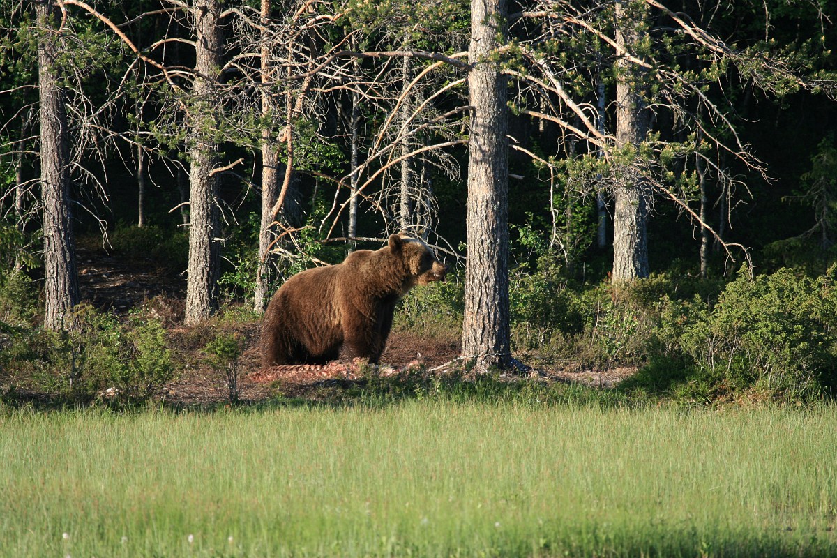 Ursus arctos, Brown Bear