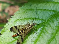 Panorpa communis 12, Gewone schorpioenvlieg, Saxifraga-Ben Delbaere  IICSA