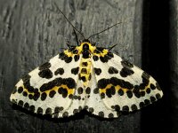 Abraxas grossulariata 7, Bonte bessenvlinder, Saxifraga-Bart Vastenhouw