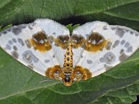 Abraxas sylvata, Clouded Magpie