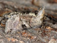 Abrostola tripartita