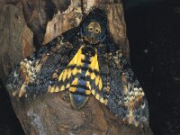 Acherontia atropos, Death s Head Hawkmoth
