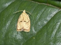 Acleris forsskaleana
