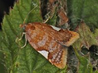 Acleris holmiana