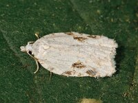 Acleris kochiella