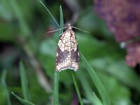 Acleris rhombana