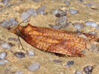 Microvlinder 16 D5045  Microvlinder  Hardenberg op 6 augustus 2013 : Naar Naturalis in 2013