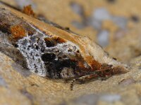 Acleris cristana