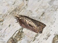 Acleris cristana 02 #41733 : Acleris cristana