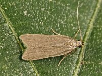 Acompsia cinerella