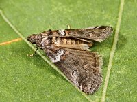 Acrobasis legatea