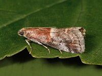 Acrobasis marmorea