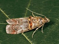 Acrobasis tumidana
