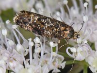 Acrolepia autumnitella