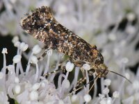 Acrolepia autumnitella 01 #08806 : Acrolepia autumnitella