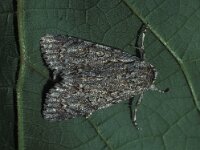 Acronicta aceris, Sycamore