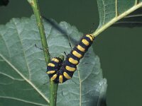 Acronicta alni, Alder Moth