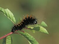Acronicta auricoma, Scarce Dagger