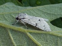 Acronicta leporina 02, Schaapje, AHB  Acronicta leporina, Schaapje Hardenberg op 14 mei 2018 Validatie Zie https://waarneming.nl/waarneming/view/156576690